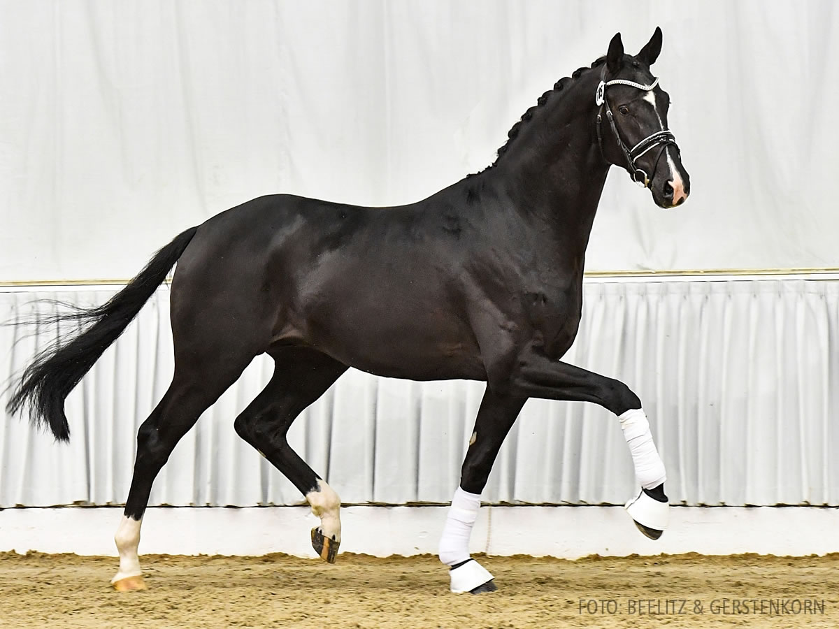 Prämienhengst/premium stallion