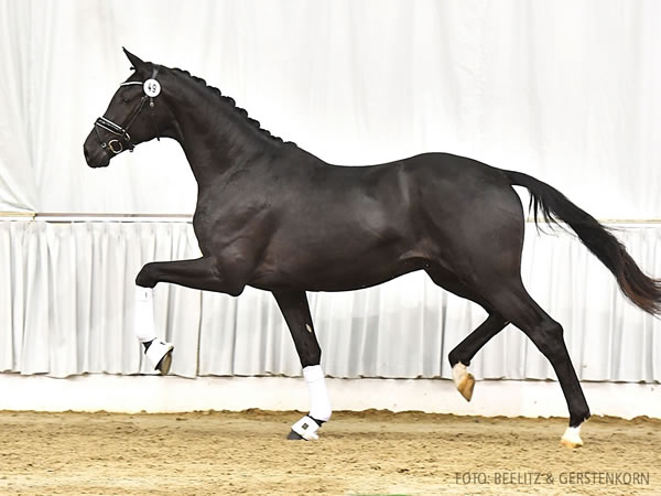Prämienhengst/premium stallion