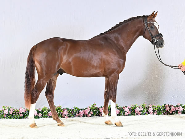 Prämienhengst/premium stallion - Nur zur Körung / not for sale