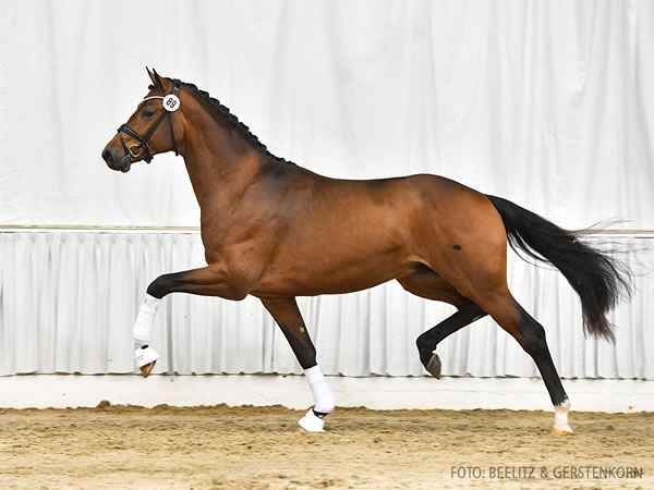 Prämienhengst/premium stallion - Nur zur Körung / not for sale