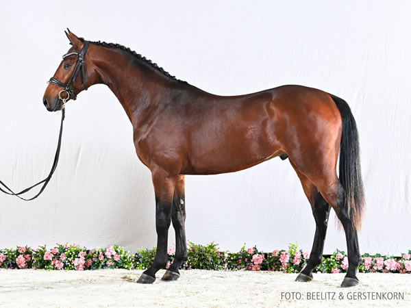 Prämienhengste/premium stallion