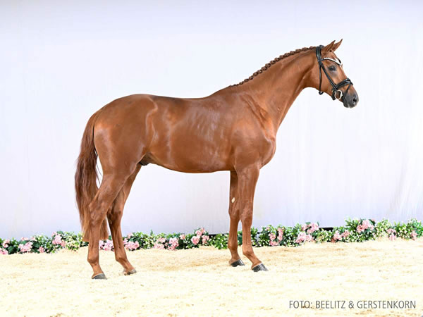 Nur zur Körung / not for sale