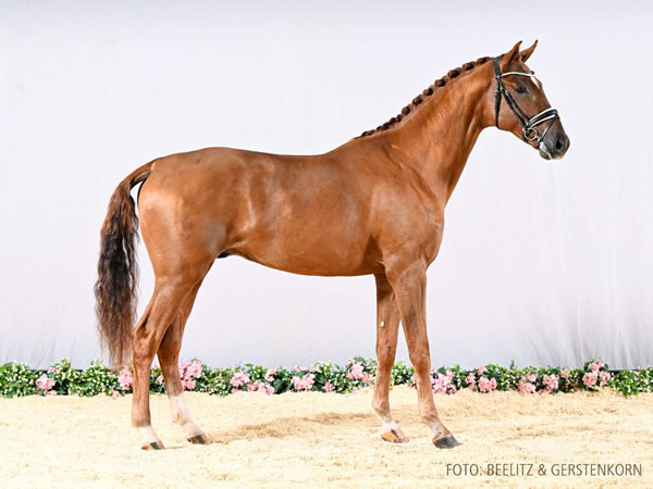 Nur zur Körung / not for sale