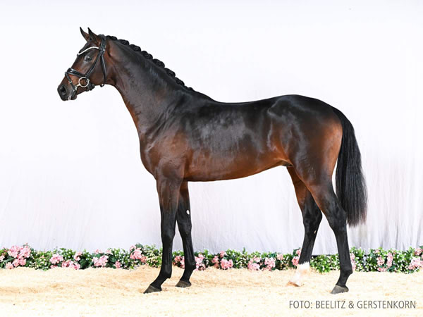 Nur zur Körung / not for sale