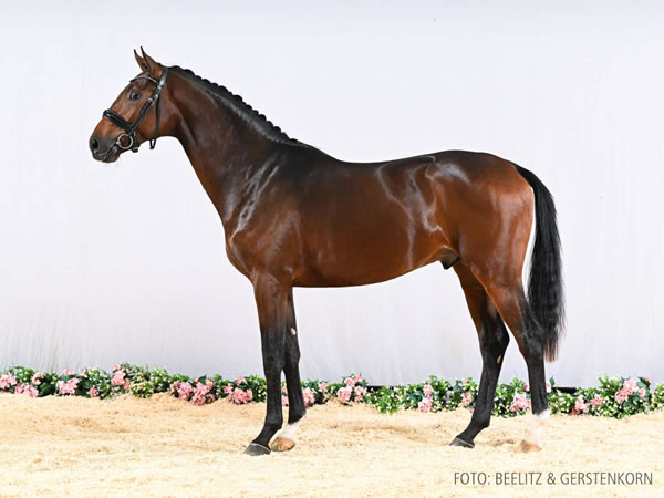 Nur zur Körung / not for sale