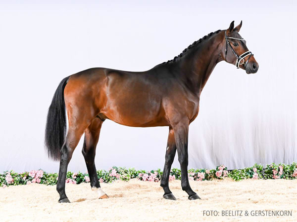 Nur zur Körung / not for sale