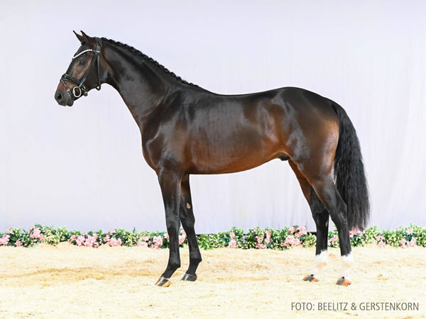 Nur zur Körung / not for sale