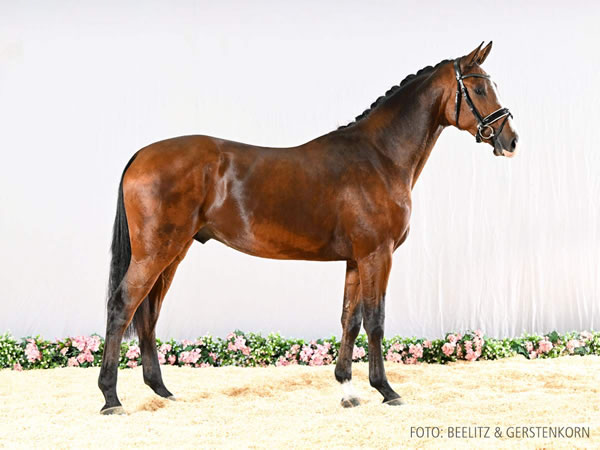 Nur zur Körung / not for sale