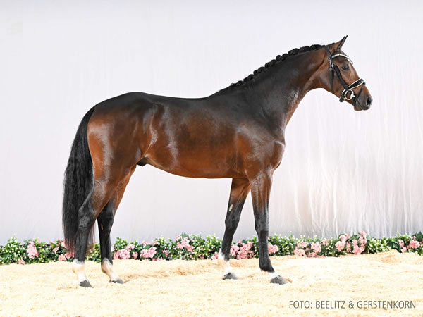 Nur zur Körung / not for sale